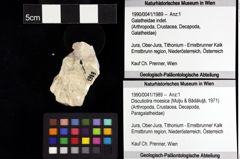 Foto (Objket + Etiketten) von Discutiolira moesica (Muţiu & Bădăluţă, 1971) 